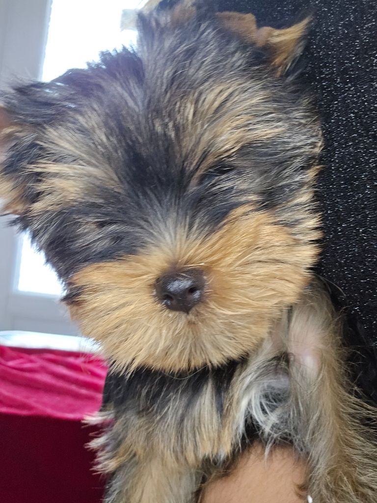 Mad Square Garden - Chiot disponible  - Yorkshire Terrier