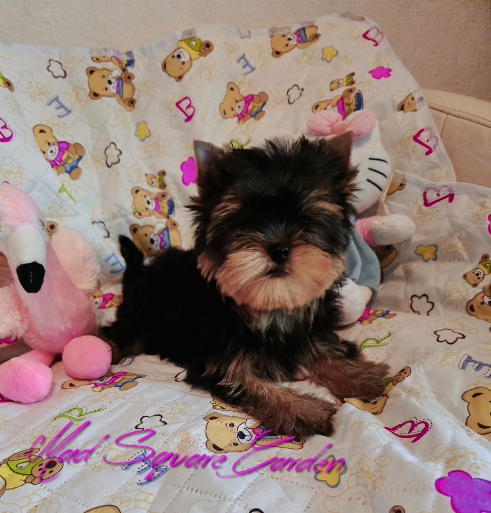 Mad Square Garden - Chiot disponible  - Yorkshire Terrier