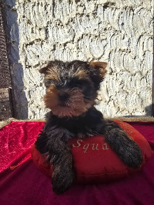 Mad Square Garden - Yorkshire Terrier - Portée née le 15/09/2024