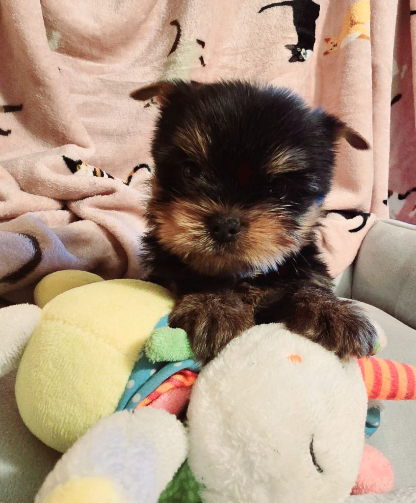 chiot Yorkshire Terrier Mad Square Garden