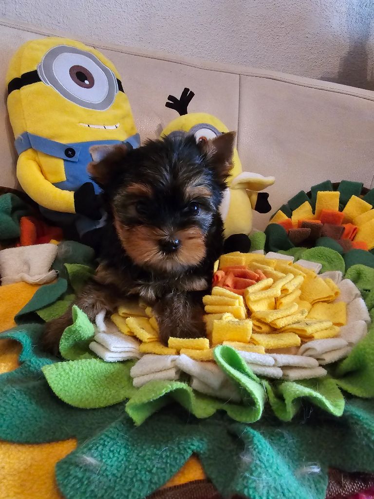 Mad Square Garden - Chiot disponible  - Yorkshire Terrier