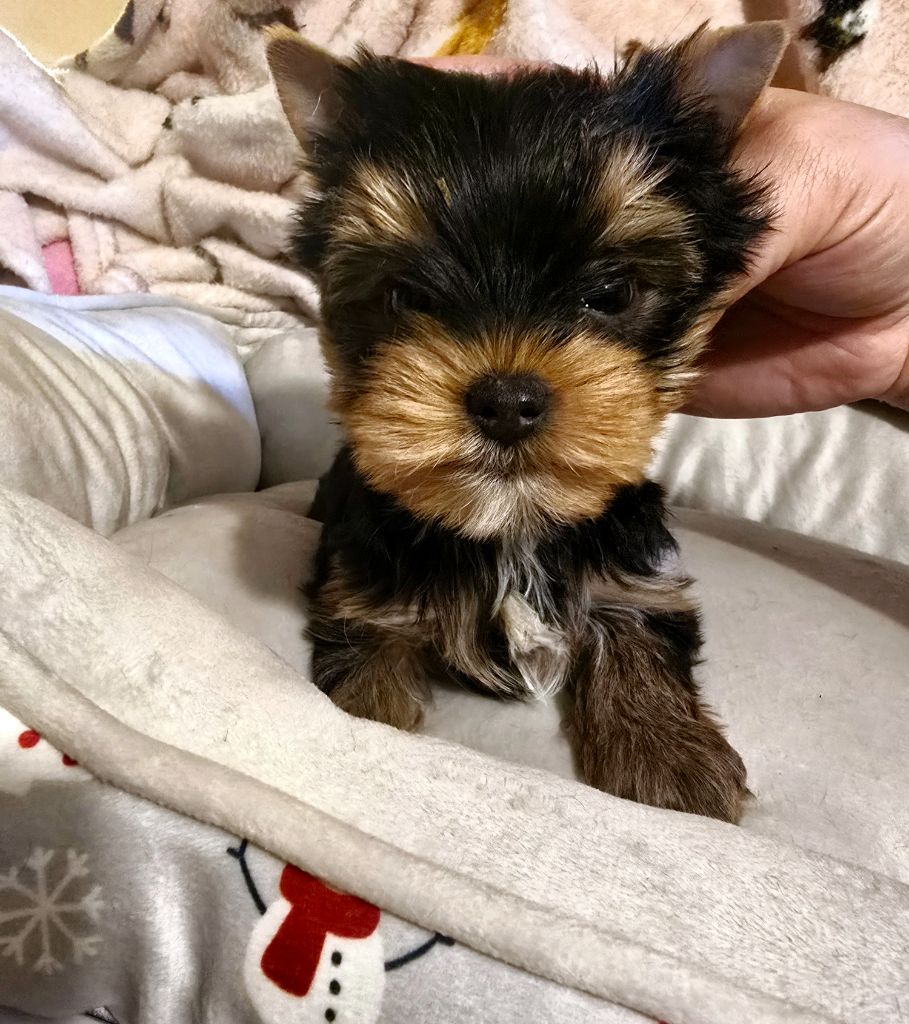 Mad Square Garden - Chiot disponible  - Yorkshire Terrier