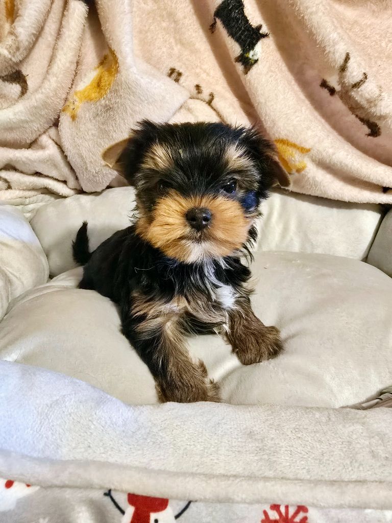 Mad Square Garden - Chiot disponible  - Yorkshire Terrier