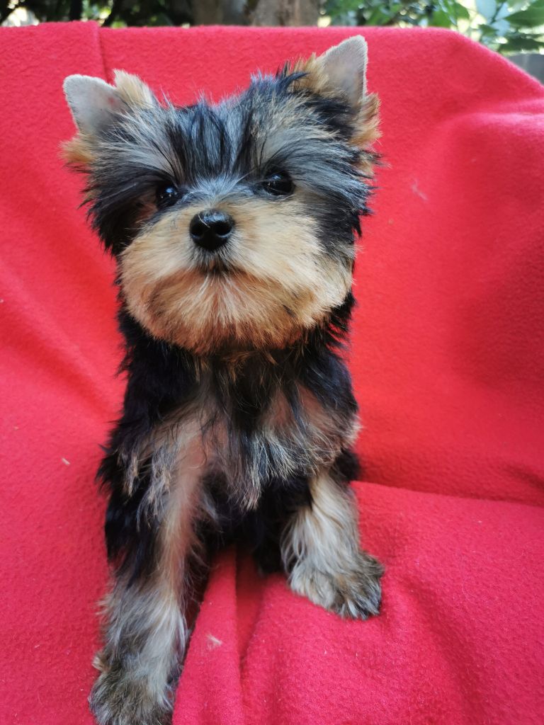 Sucess style (sissi) Mad Square Garden