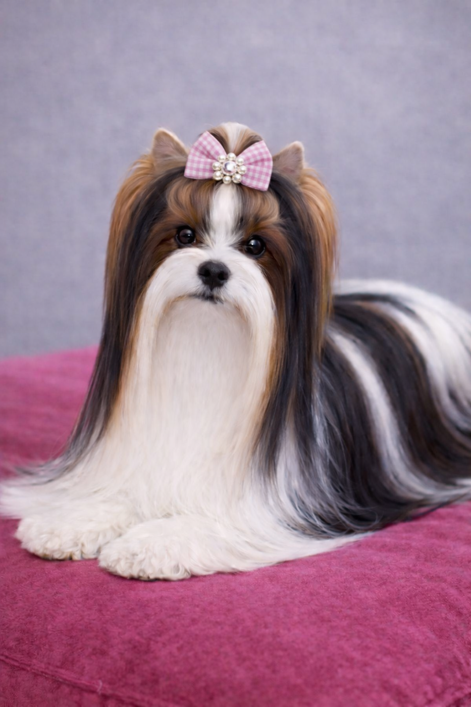 gran de kuerro Stefanie