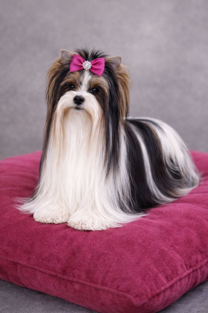 gran de kuerro Stefanie