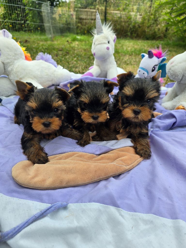 Chiot Yorkshire Terrier Mad Square Garden