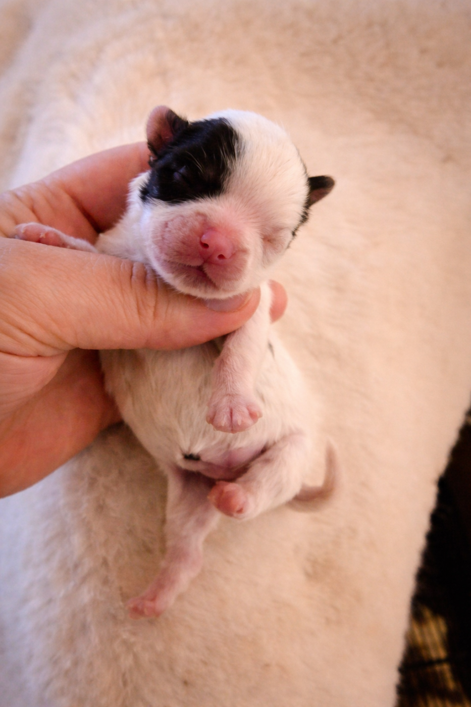 Mad Square Garden - Chiots disponibles - Biewer Terrier