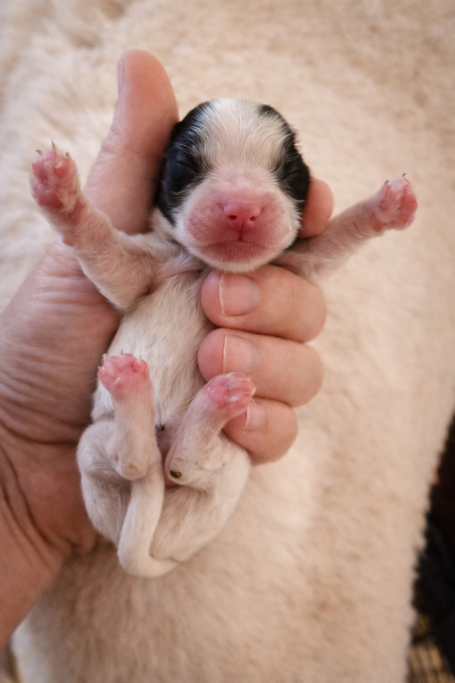 Mad Square Garden - Chiots disponibles - Biewer Terrier