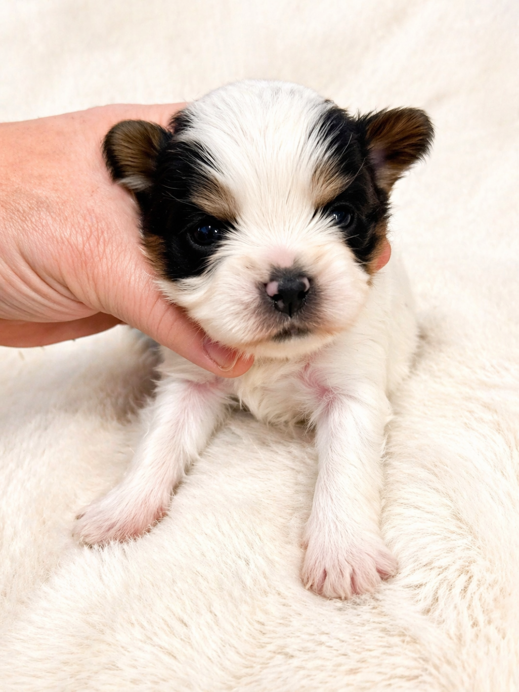 Chiot Biewer Terrier Mad Square Garden