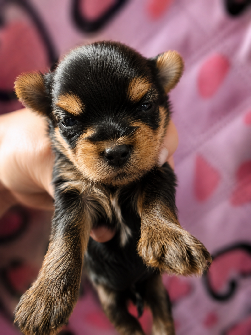 Mad Square Garden - Chiots disponibles - Yorkshire Terrier