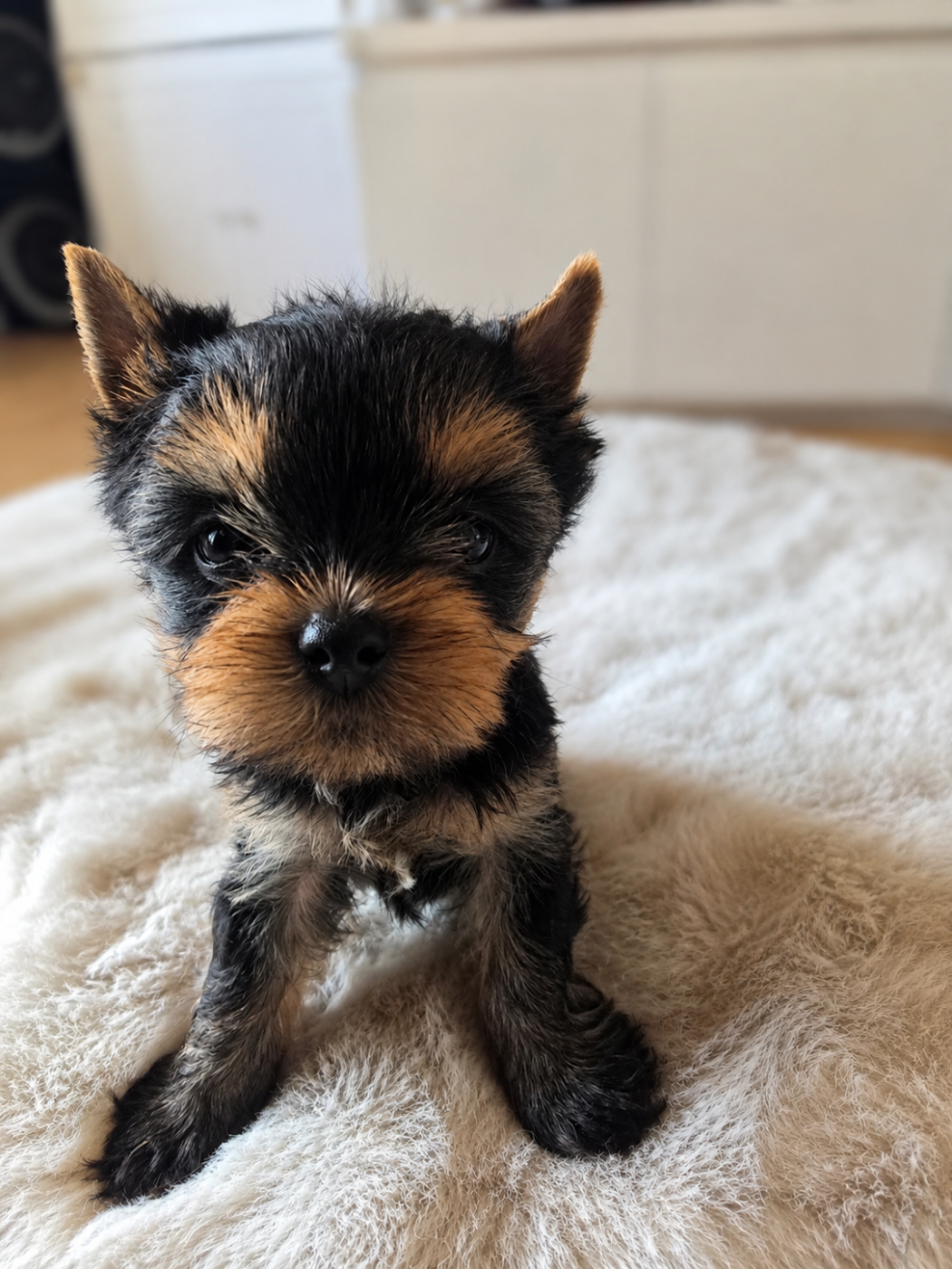 Mad Square Garden - Chiots disponibles - Yorkshire Terrier