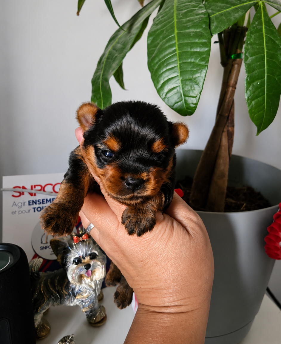 Mad Square Garden - Chiots disponibles - Yorkshire Terrier