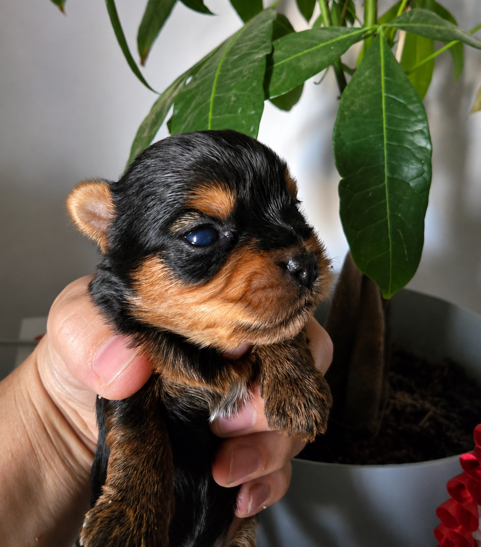 Mad Square Garden - Chiots disponibles - Yorkshire Terrier
