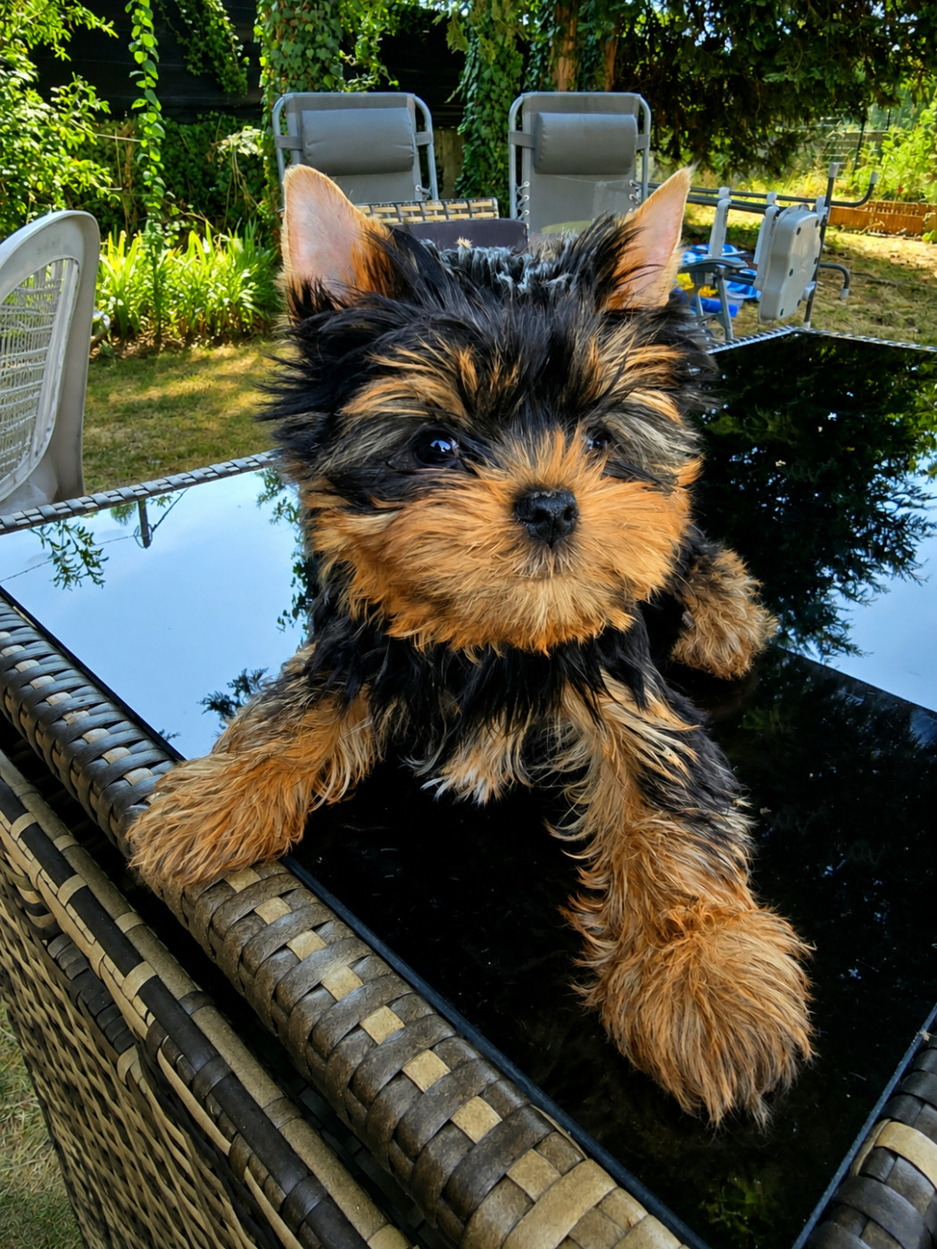 Mad Square Garden - Chiots disponibles - Yorkshire Terrier