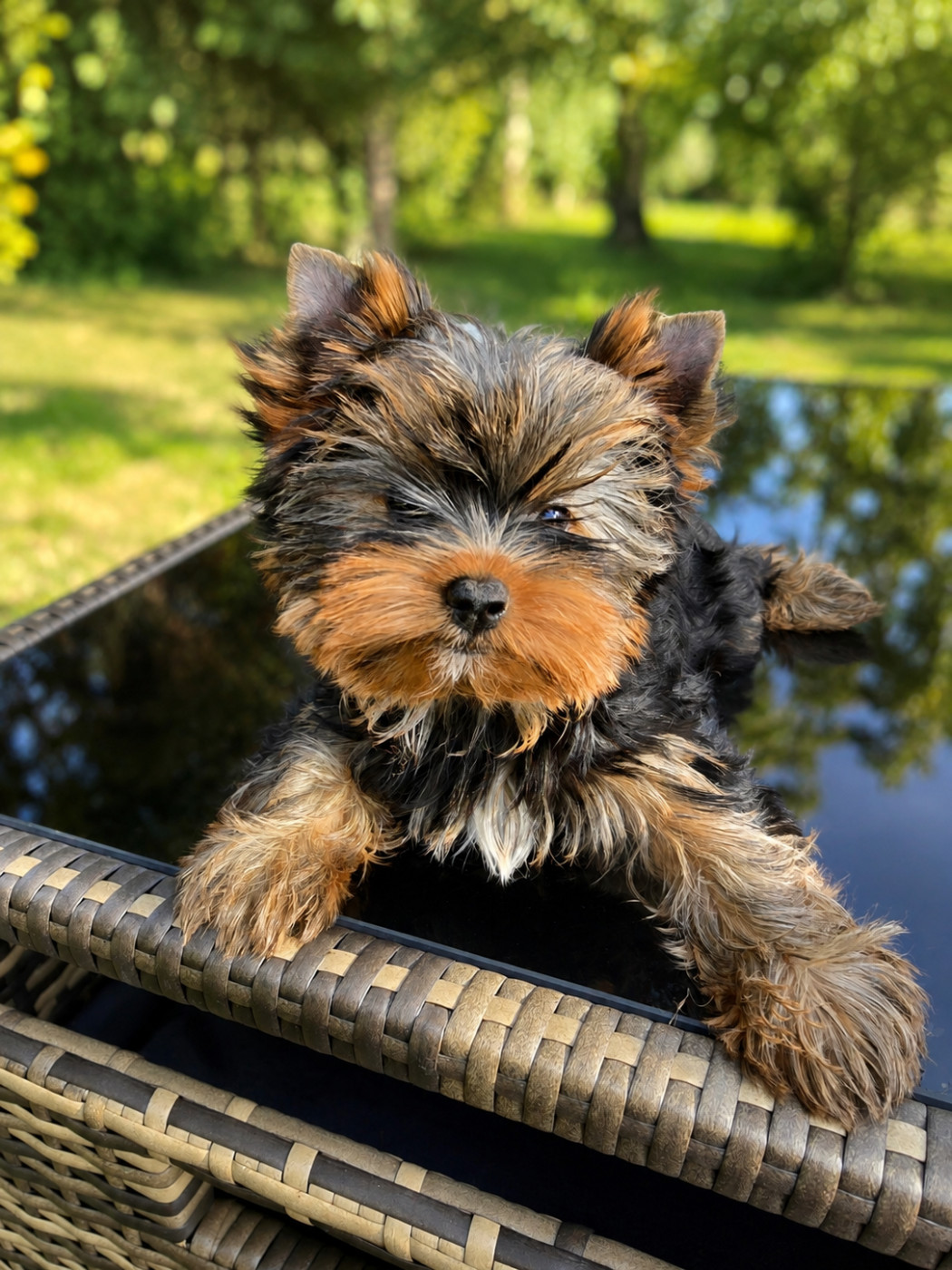Chiot Yorkshire Terrier Mad Square Garden