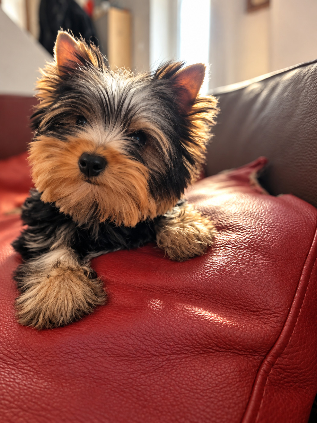 Mad Square Garden - Chiots disponibles - Yorkshire Terrier
