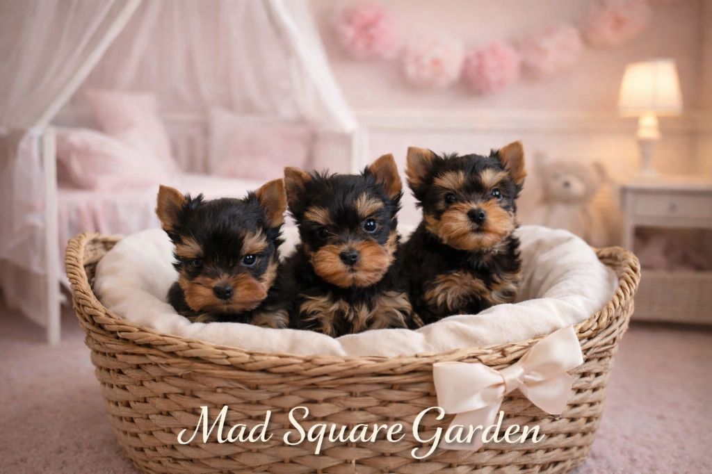 Mad Square Garden - Yorkshire Terrier - Portée née le 10/11/2025