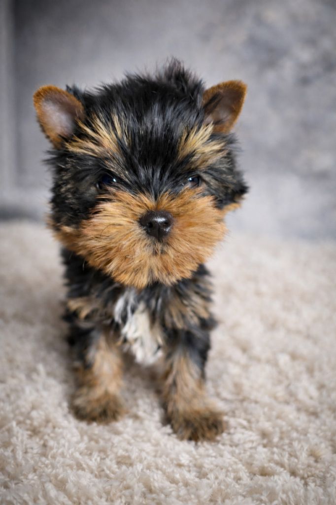 Mad Square Garden - Chiots disponibles - Yorkshire Terrier