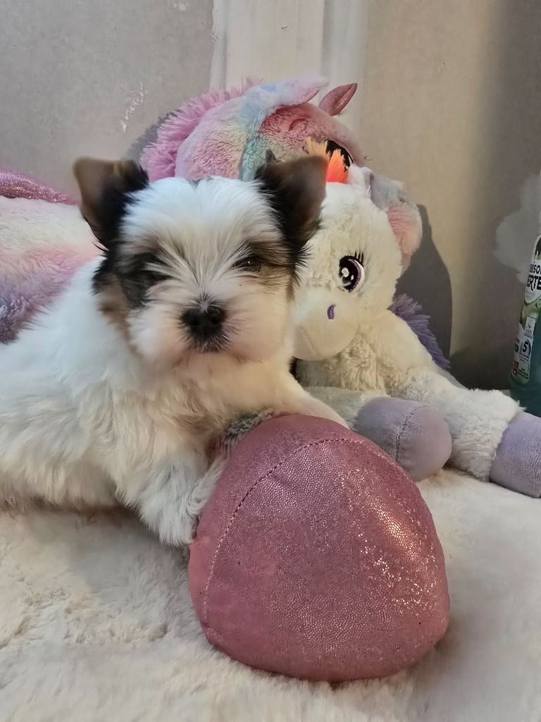 Mad Square Garden - Chiots disponibles - Biewer Terrier