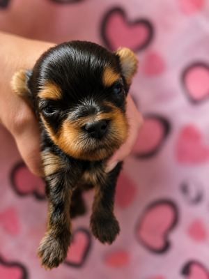 Chiot N°1