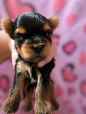 Chiot N°3