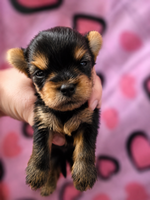 Chiot N°2