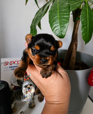 Chiot N°1