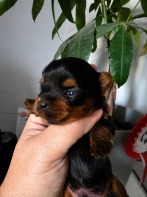 Chiot N°3