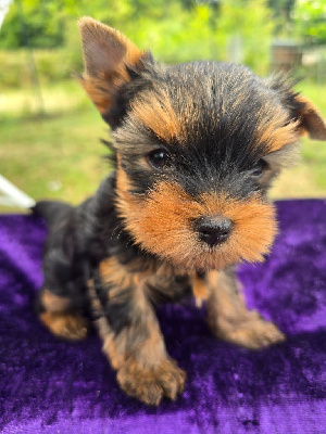 CHIOT