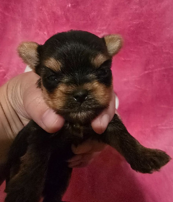 CHIOT 1