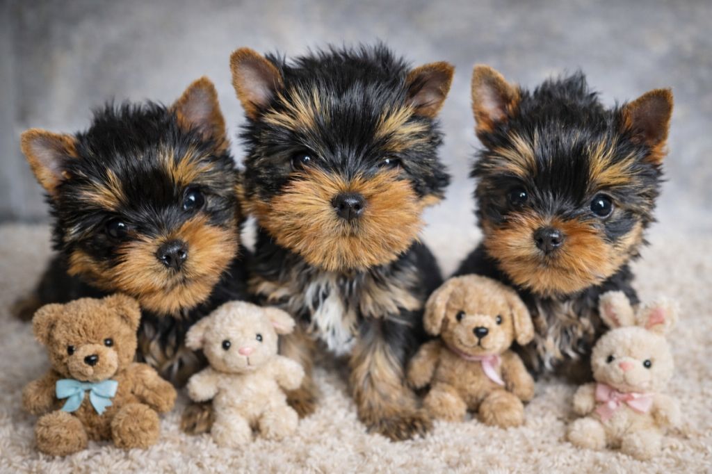 Chiot Yorkshire Terrier Mad Square Garden
