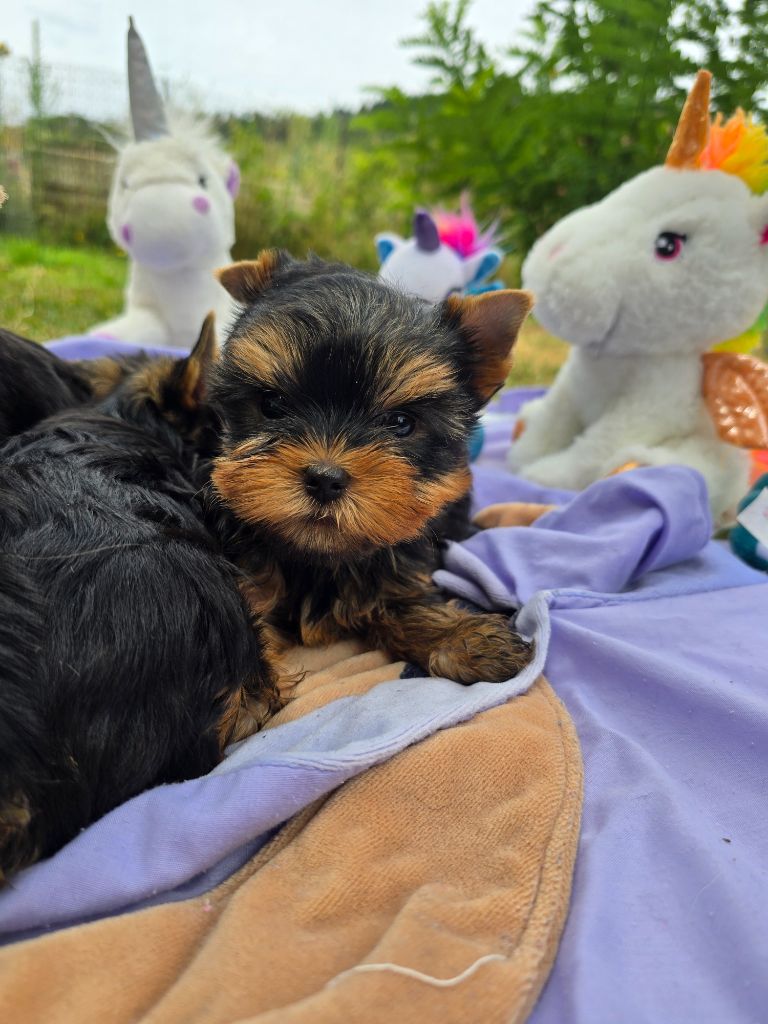 Mad Square Garden - Chiots disponibles - Yorkshire Terrier